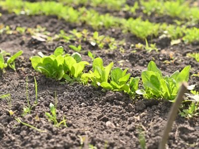 a row of spinach on a vegetable garden