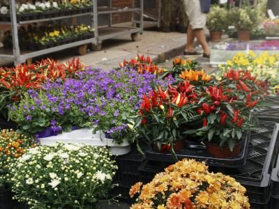 Flower street market