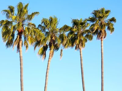 Palm trees under blue sky