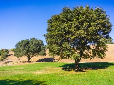 Maple and oak trees growing on a green meadow, Palo Alto Foothills Park, San Francisco bay area, California