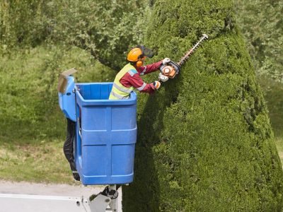 Gardener pruning a cypress on a crane. Seasonal trees maintenance