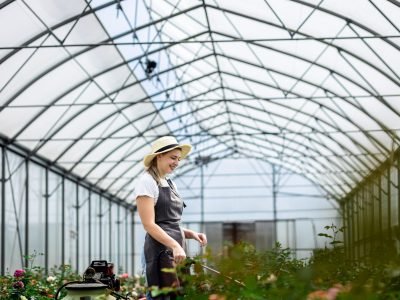 Female gardener in apron working with roses water them in the greenhouse.